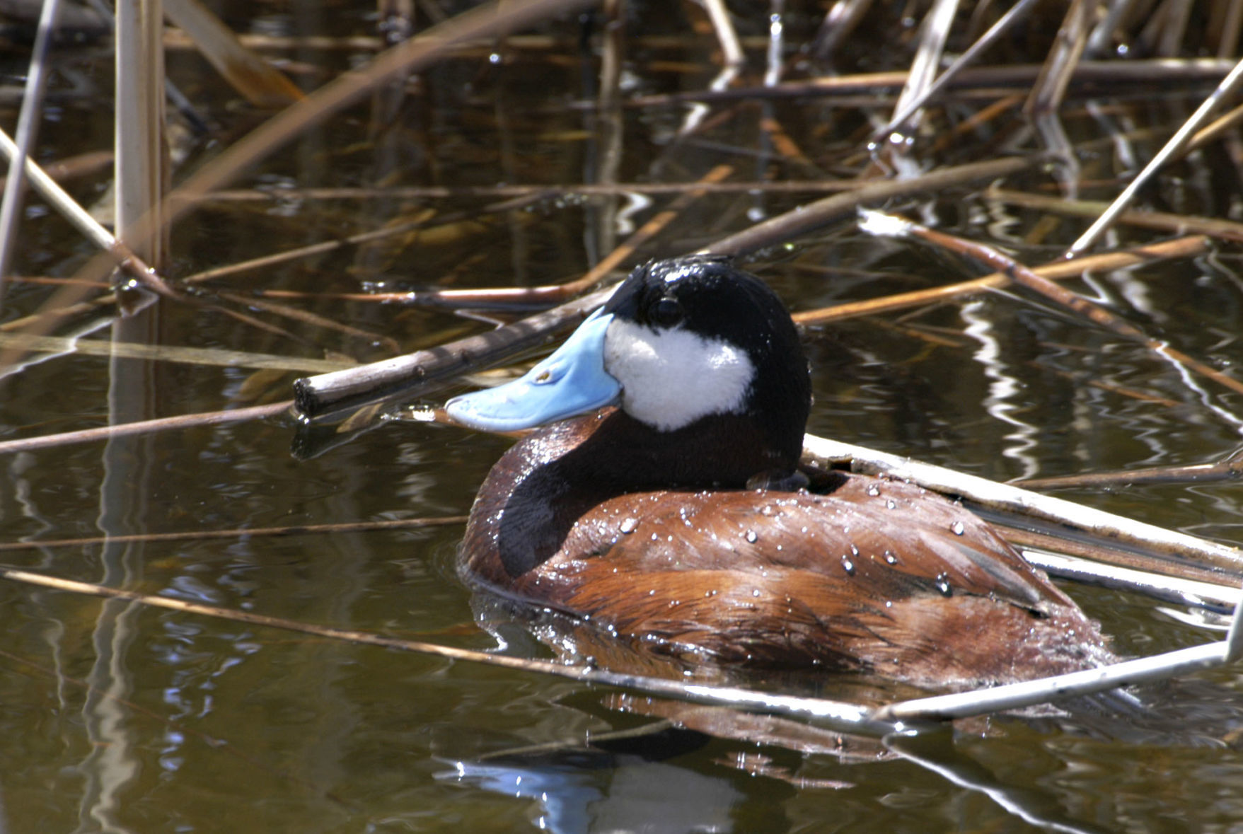 Ruddy Duck
